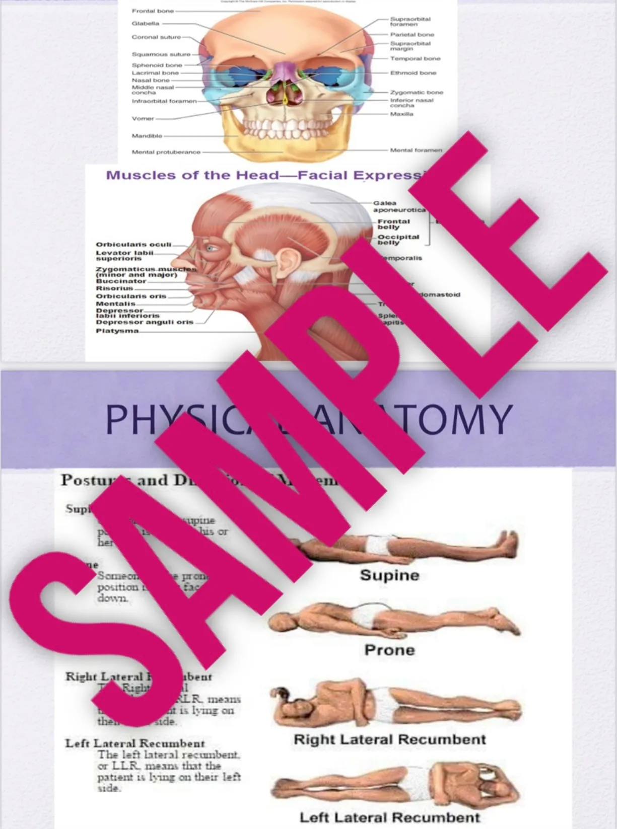 Body Sculpting Master Class!  Online Certification Program- Learn From A Professional